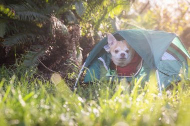 Chihuahua ve ormanda kamp yapmak için küçük bir çadır.