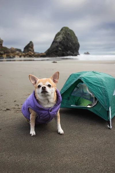 チワワとアメリカ西海岸の海底と砂を備えた旅行キャンプコンセプトのための小さなテント — ストック写真