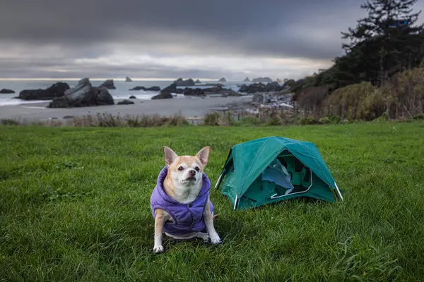 Chihuahua Uma Pequena Tenda Para Conceito Acampamento Viagem Com Pilhas — Fotografia de Stock
