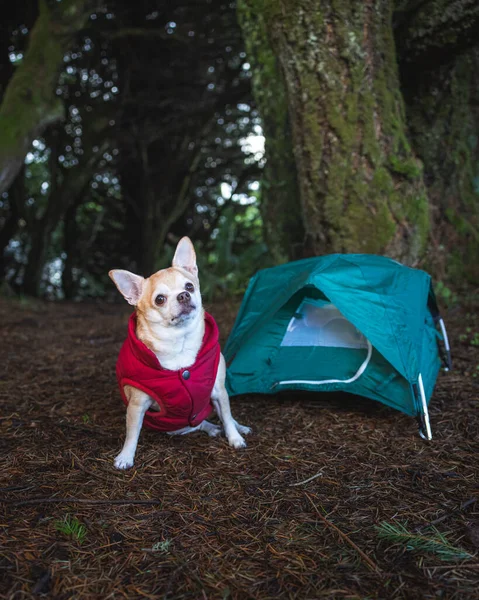 Chihuahua Una Pequeña Tienda Campaña Para Concepto Camping Viaje Bosque — Foto de Stock