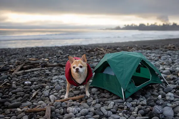 Chihuahua Uma Pequena Tenda Para Acampamento Viagem Perto Brookings Oregon — Fotografia de Stock