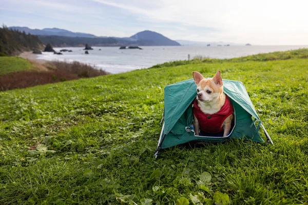 Chihuahua Una Pequeña Tienda Campaña Para Concepto Camping Turístico Con — Foto de Stock
