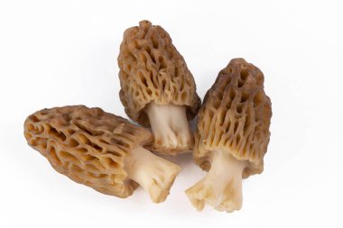 Taze toplanmış mantarlar temizlenmiş ve beyaz bir arka plana yerleştirilmiş.