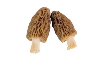 Taze toplanmış mantarlar temizlenmiş ve beyaz bir arka plana yerleştirilmiş.