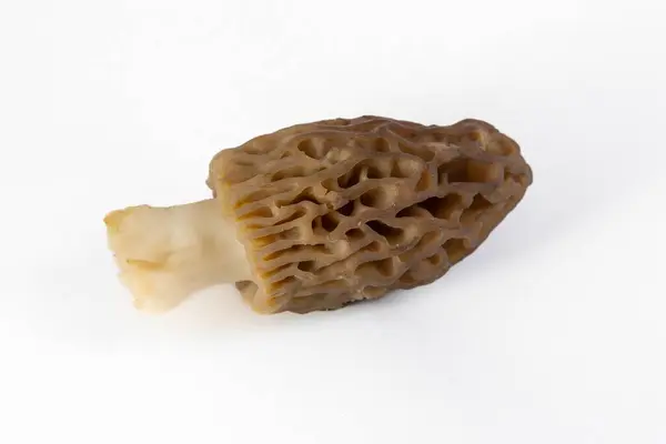 Cogumelo Morel Recém Colhido Limpo Colocado Fundo Branco — Fotografia de Stock