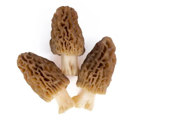 Cogumelos Morel Recém Colhidos Limpos Colocados Fundo Branco — Fotografia de Stock