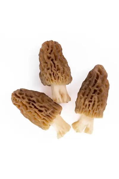 Freshly Picked Morel Mushrooms Cleaned Placed White Background — Stock Photo, Image