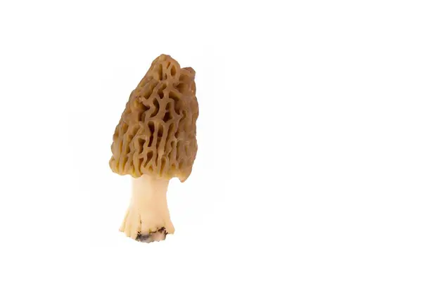Cogumelo Morel Recém Colhido Limpo Colocado Fundo Branco — Fotografia de Stock