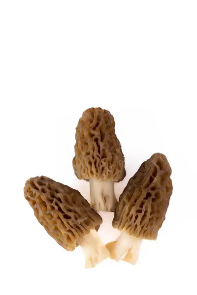 Freshly Picked Morel Mushrooms Cleaned Placed White Background — Stock Photo, Image