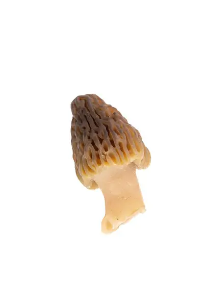 Freshly Picked Morel Mushroom Cleaned Placed White Background — Stock Photo, Image