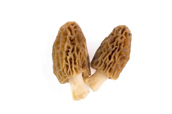 Cogumelos Morel Recém Colhidos Limpos Colocados Fundo Branco — Fotografia de Stock