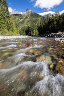 Montana 'daki Buzul Ulusal Parkı' nda taze buzul eriyen suyla temiz güzel bir nehir.