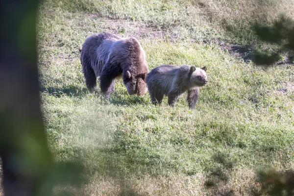 Duży Dorosły Grizzly Mama Młode Żywiące Się Trawą Glacier National — Zdjęcie stockowe