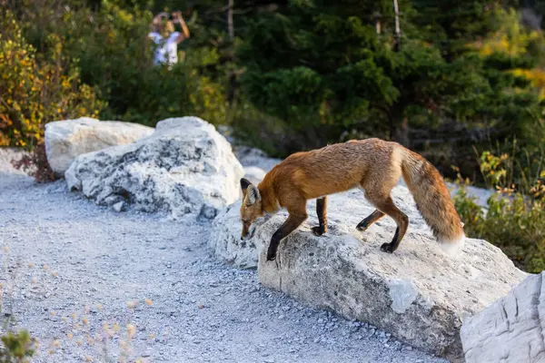 蒙大拿州冰川国家公园的成年红狐 — 图库照片