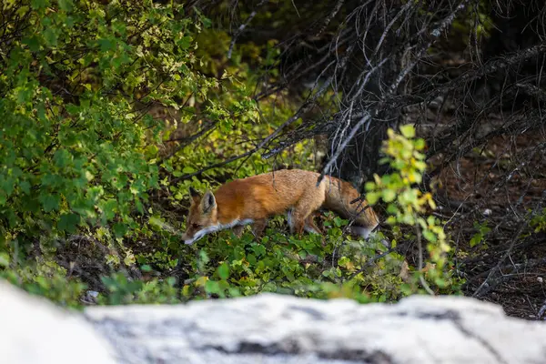 Adult Red Fox Glacier National Park Μοντάνα — Φωτογραφία Αρχείου