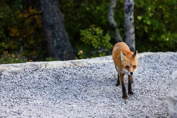 Adult Red Fox Glacier National Park Μοντάνα — Φωτογραφία Αρχείου