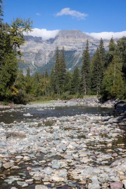 Montana 'daki Buzul Ulusal Parkı' nda taze buzul eriyen suyla temiz güzel bir nehir.
