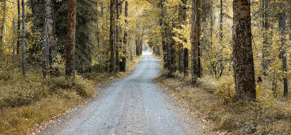 golden leaves lining a dirt road thru a dense forest in Montana