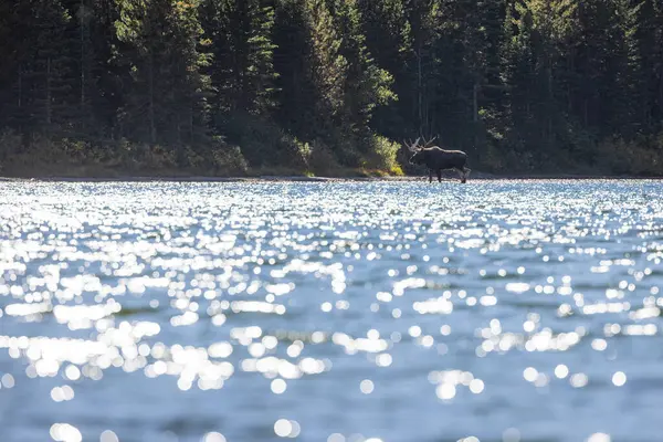 View Large Bull Moose Red Rock Lake Montana — Stock Photo, Image
