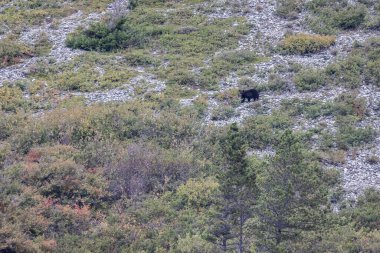 Montana 'nın kayalık dağlarındaki kara ayının uzak bir görüntüsü