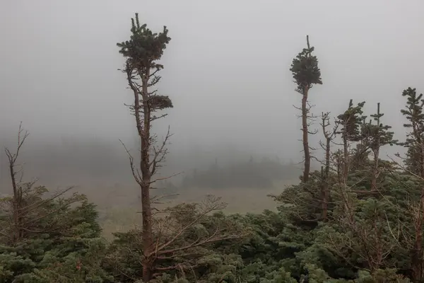 Brouillard Pluie Créant Des Conditions Humides Dans Les Montagnes Parc — Photo