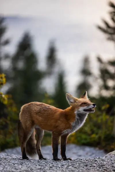 Adult Red Fox Glacier National Park Montana Mary Lake Background — Stock Photo, Image