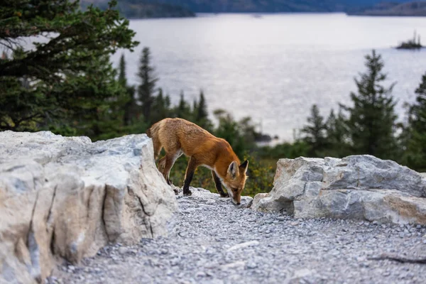 Adult Red Fox Glacier National Park Montana Φόντο Λίμνη Mary — Φωτογραφία Αρχείου
