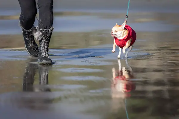 ある女性がビーチで犬を歩いている 犬は赤いコートを着ています — ストック写真