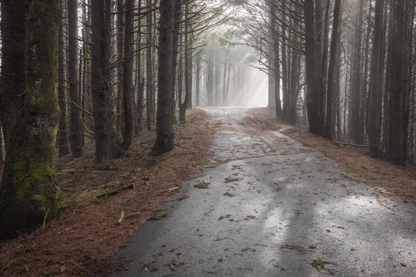 Sentier Forestier Avec Une Route Qui Traverse Route Est Humide — Photo