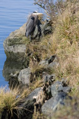 great blue heron on a sunny day waiting for a fish on a grassy point near the ocean. clipart