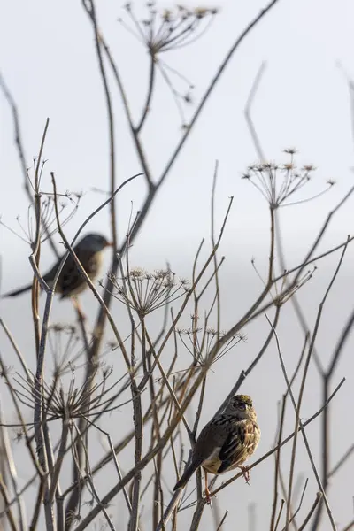 Schattig Klein Wintervogeltje Met Sterk Zijlicht Een Ondiepe Velddiepte — Stockfoto