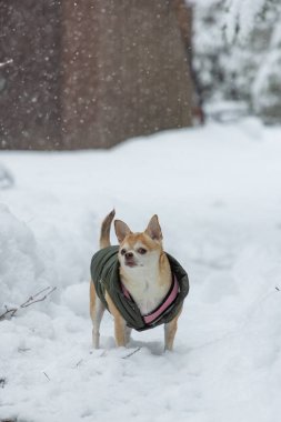 Yeşil bir ceket giymiş küçük bir köpek karın üzerinde duruyor. Köpek soğuk havanın ve karın tadını çıkarıyor gibi görünüyor.