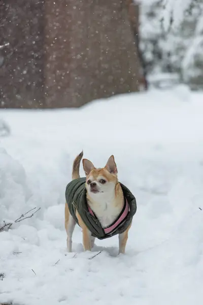 A small dog is standing in the snow wearing a green jacket. The dog appears to be enjoying the cold weather and the snow