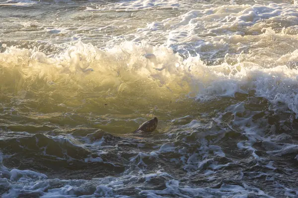 Seal Swimming Ocean Water Choppy Sun Shining Waves — Stock Photo, Image
