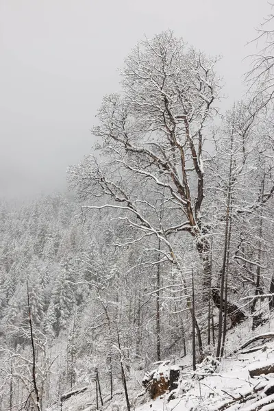 Ett Snötäckt Träd Står Skog Himlen Mulen Och Snön Faller — Stockfoto