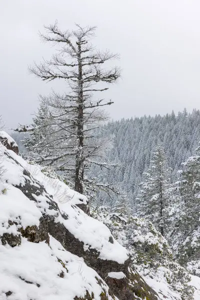 A snow covered tree stands alone on a rocky hill. The tree is bare and the snow is piled up on the ground. The scene is quiet and peaceful, with the only sound being the wind blowing through the trees