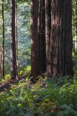 Bir sürü yaprağı ve gövdesi olan büyük bir ağaç. Ağaç bir ormanla çevrili.