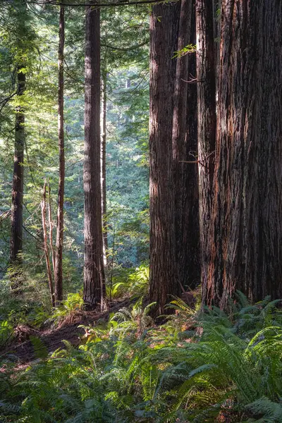 Uzun Ağaçlar Bol Güneş Işığı Olan Bir Orman Ağaçlar Yaşlıdır — Stok fotoğraf