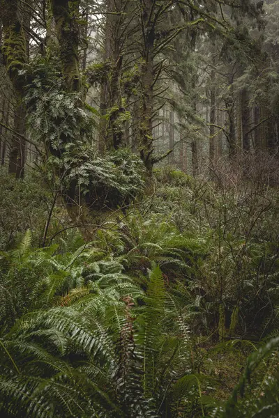 Bosque Con Muchos Árboles Plantas Bosque Está Húmedo Hay Mucha — Foto de Stock