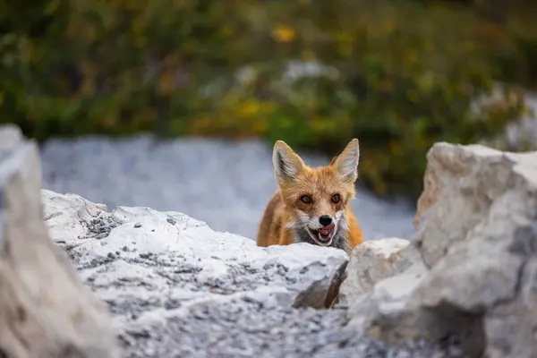 Adult Red Fox Glacier National Park Montana — Stock Photo, Image