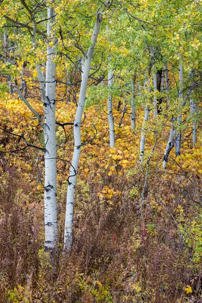 Forest Many Trees Few Bushes Trees Mostly Brown Yellow — Stock Photo, Image