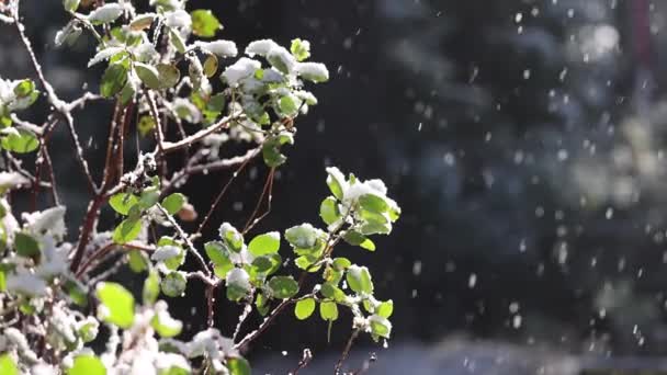 Дождем Изображено Дерево Снегом Снег Падает Дерево Листья Мокрые Сцена Видеоклип