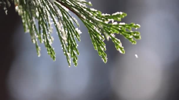 Ramo Uma Árvore Coberta Neve Neve Está Cobrindo Folhas Galhos Videoclipe