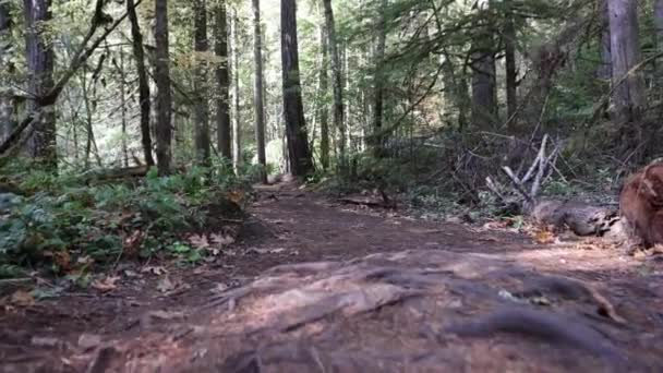 Ścieżka Leśna Dużą Kłodą Ziemi Scena Jest Spokojna Pogodna Jak — Wideo stockowe