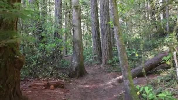 Leśna Ścieżka Drzewami Mchem Lesie Narodowym Umpqua Oregon — Wideo stockowe