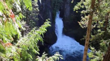 Toketee Falls veya Upqua Şelalesi bir ormanın ön planında görülür. Su beyaz, ağaçlar yeşil.