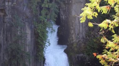 Toketee Falls veya Upqua Şelalesi bir ormanın ön planında görülür. Su beyaz, ağaçlar yeşil.