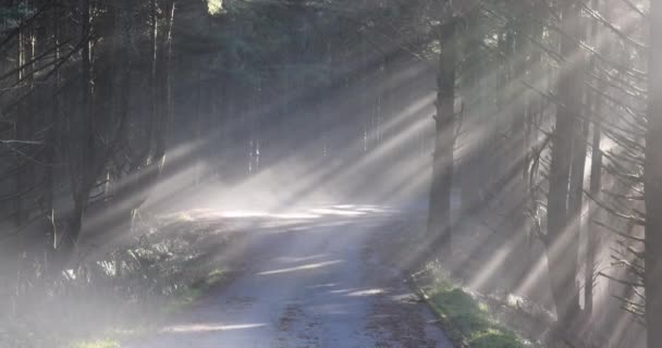 Сонце Світить Крізь Дерева Кидаючи Дорогу Сильне Світло Туманна Атмосфера Стокове Відео 