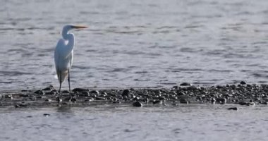 Beyaz bir kuş denizin kıyısındaki kayalık bir kıyı şeridinde duruyor. Kuş bir vinçtir ve suyun üzerinden dışarı bakar. Sahne huzurlu ve huzurlu, kuşun görüntünün odak noktası olduğu