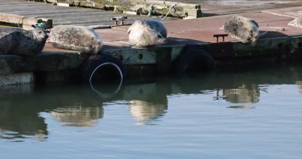 Een Groep Zeehonden Zit Een Steiger Het Water Kalm Zon — Stockvideo